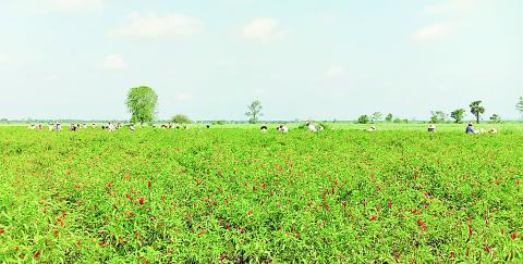 မအူပင်မြို့နယ်၌ ဆောင်းသီးနှံ စိုက်ပျိုးရာသီကစိုက်ပျိုးခဲ့သည့် ငရုတ်ဧကအားလုံး ခူးဆွတ်ပြီးစီး