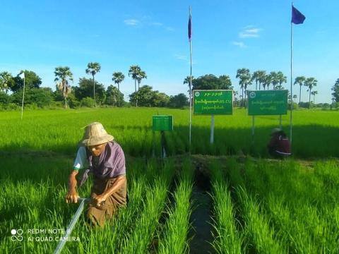 တံတားဦးမြို့နယ်၌ ၂၀၂၅-၂၀၂၆ မိုးရာသီ သီးနှံမျိုးစုံ (၁၇၈,၁၆၉) ဧက လျာထားစိုက်ပျိုးမည်
