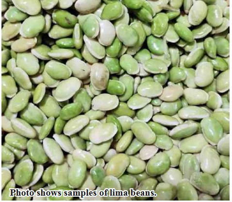 Lima bean in Mawlamyinegyun Township marketable at domestic market