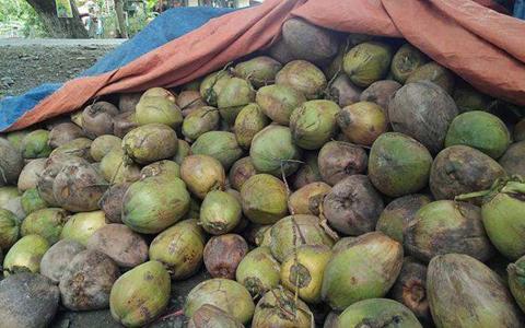 MFVP urges dry coconut shell suppliers to tap Korean market