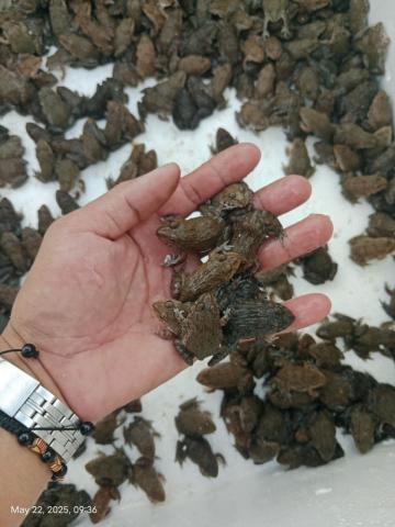 Edible frog farming expands, enjoys better price
