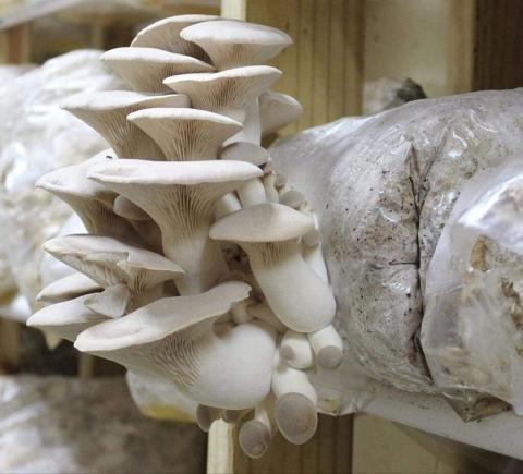 Oyster mushroom consumption increases, helping growers making profit