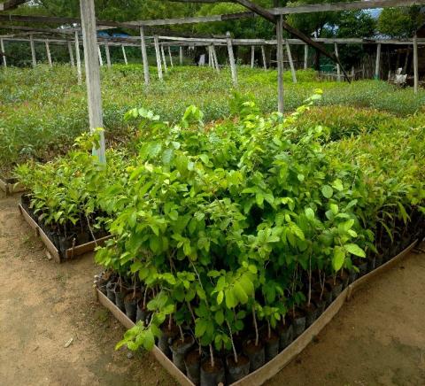 တံတားဦးမြို့နယ် သစ်တောဦးစီးဌာနမှ ၂၀၂၅ ခုနှစ်၊ မိုးရာသီအတွက် စိုက်ပျိုးမည့် ပျိုးပင်မျိုးစုံပေါင်း (၃၀၀၀၀) ပင် ပြုစုပျိုးထောင်ထားရှိ