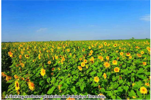 Pwintphyu Township targets to plant over 1,000 acres of sunflower this rainy season