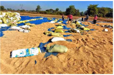 မြောင်းမြမြို့နယ်တွင် နွေသီးနှံစိုက်ပျိုးရာသီက စိုက်ပျိုးခဲ့သော စပါး ၁၂၀၂၄၃ ဧကထိ ရိတ်သိမ်းပြီးစီးပြီဖြစ်