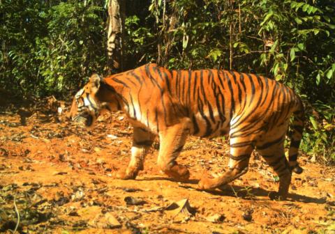 Two endangered tiger species survive in northern and southern Myanmar