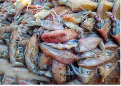 ငပုတောမြို့နယ်မှ ရန်ကုန်ဈေးကွက်သို့ ဧပြီလအတွင်း ကင်းမွန်ပိဿာချိန် ၇၃၀၀၀ ထိ တင်ပို့ရောင်းချနိုင်ခဲ့ 