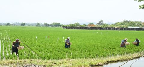 ကျောက်ဆည်မြို့နယ်တွင် သင်းတွဲစိုက်ပျိုးရေးရှေ့တန်းစခန်းတွင် နွေသီးနှံ မျိုးစုံ (၁၀၄၀၃) ဧက စိုက်ပျိုး