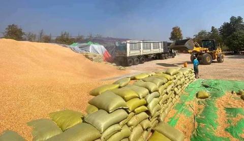 This photo reveals a field of Myanmar’s maize that is designated for exports.
