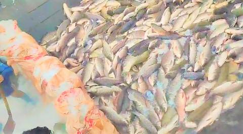 ၂၀၂၄-၂၀၂၅ ဘဏ္ဍာနှစ်တွင် ရေချိုထွက်ကုန် တန်ချိန် ၅၅၀၀၀၀ ကျော်မှ အမေရိကန်ဒေါ်လာ ၇၂၂ သန်းကျော် ရရှိ