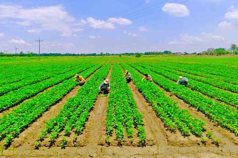 ပွင့်ဖြူမြို့နယ်၌ ယခုနှစ် မိုးသီးနှံ စိုက်ပျိုးရာသီတွင် နှမ်း ၃၁၁၆ ဧကစိုက်ပျိုးပြီးစီး