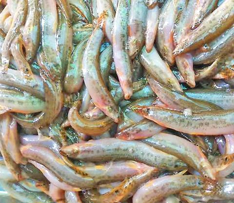 လပွတ္တာမြို့နယ်မှ ရန်ကုန်ဈေးကွက်သို့ မေလအတွင်း ငါးသလဲထိုး အများအပြား တင်ပို့ရောင်းချနိုင်