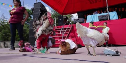 Honduran contest celebrates best-dressed hens and roosters