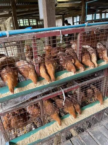 Number of Indigenous chicken breeders increases in upper Myanmar