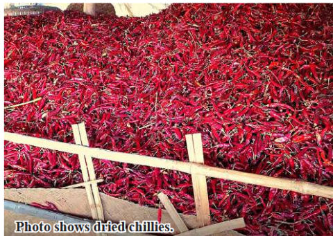 Wakema Township sends 75,000 viss of dried chilli to Yangon market in May