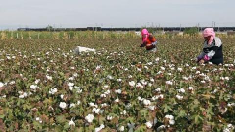 Heavy Industries Enterprise 3 invites bids for cotton supply