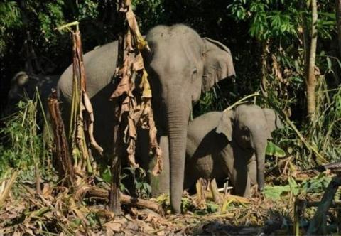 Over 64 Asian elephants spotted in Taninthayi Nature Reserve