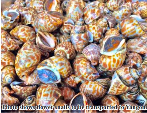 65,000 viss of flower snail sent to Yangon market in April