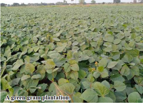 Monywa Township finishes cultivation of over 3,000 acres of green gram this monsoon