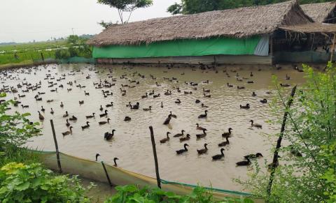 ပေါင်းတည်၌ ဘဲမွေးမြူရေး ဖြစ်ထွန်းအောင်မြင်လျက်ရှိ