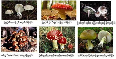 MOH warns: Avoid toxic mushrooms in rainy season