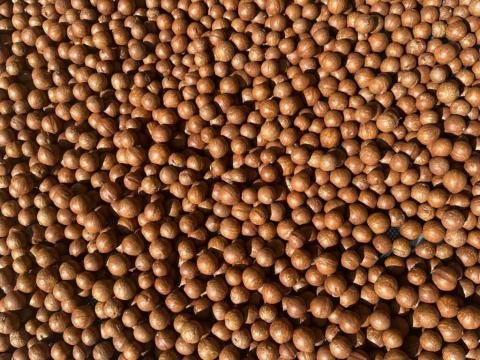 Southern Shan Macadamia nuts surge in global demand