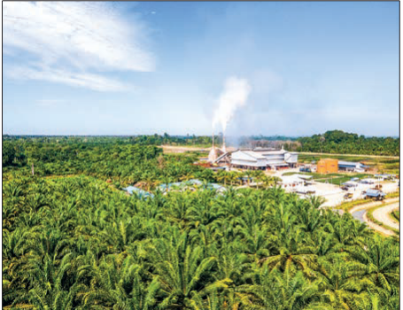 Indonesia’s palm oil exports plunge 39.2% in Apr amid weak global demand