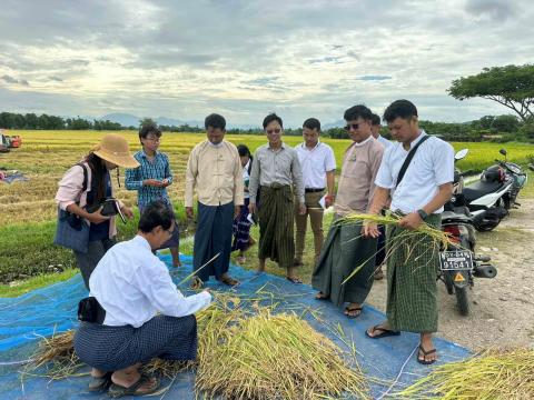 ကျောက်ဆည်မြို့နယ်တွင် နွေစပါးစံကွက်ရိတ်သိမ်းပွဲ ပြုလုပ်