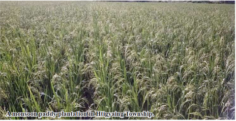 Htigyaing Township plans to grow over 40,000 acres of rain-fed rice