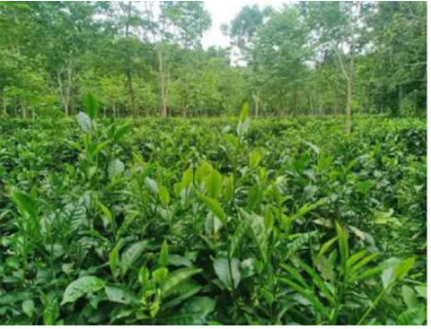 စစ်ကိုင်းတိုင်းဒေသကြီးတွင် မိုးသီနှံစိုက်ပျိုးရာသီ၌ လက်ဖက် ၁၁၉၉၈ ဧက စိုက်ပျိုးပြီးစီးပြီဖြစ်