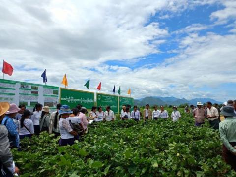 ဝါသီးနှံသုတေသန နှင့် နည်းပညာဖွံ့ဖြိုးရေးခြံ(လွန်ကျော်)၌ ဝါသီးနှံ ပန်းတိုင်အထွက်နှုန်းရရှိရေး တောင်သူပညာပေး ကွင်း သရုပ်ပြပွဲ ပြုလုပ်