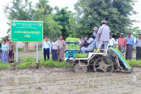 စက်မှုလယ်ယာစနစ် ကူးပြောင်းပြီး မိုးစပါးများကို ကိုဘိုတာ (၆) တန်းသွား ကောက်စိုက်စက်၊ လက်စွဲ ကောက်စိုက်စက်များ အသုံးပြု၍ စိုက်ပျိုး