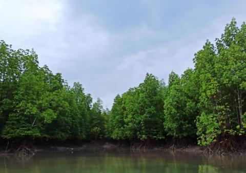 Chaungnyiko mangrove forest designated for biodiversity conservation