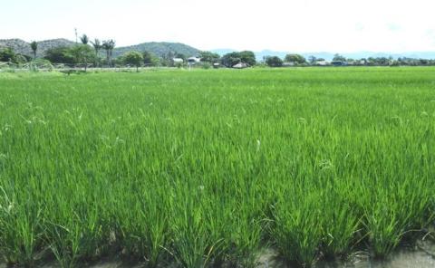 ကျောက်ဆည်မြို့၌ ရေရရှိရေးနည်းလမ်းဖြင့် ကျေးရွာအုပ်စု (၁၀) အုပ်စု တွင် နွေသီးနှံစုံ(၅၈၀၇)ဧက စိုက်ပျိုး