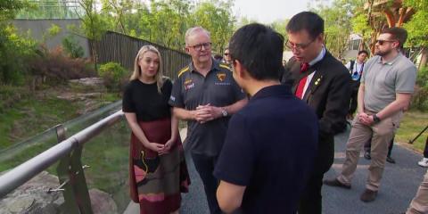 Australian Prime Minister visits panda breeding center on final day of China trip