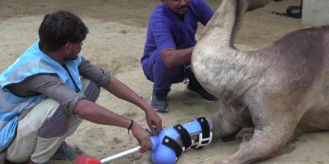 Pakistani camel relearns to walk with prosthetic leg