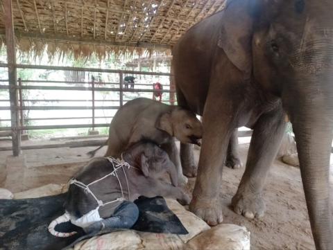 Injured baby elephant Kyaw Pearl improves recovery