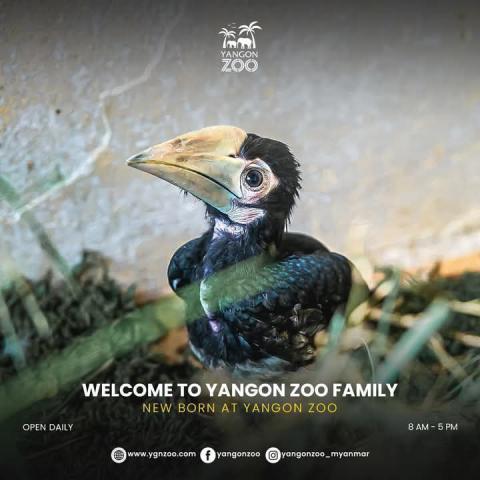Rare hornbill chick hatched at Yangon Zoo