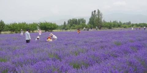 Lavender fields bloom in Xinjiang