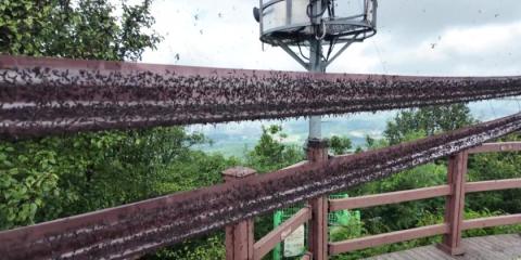 Millions of 'love bugs' swarm hikers in South Korea
