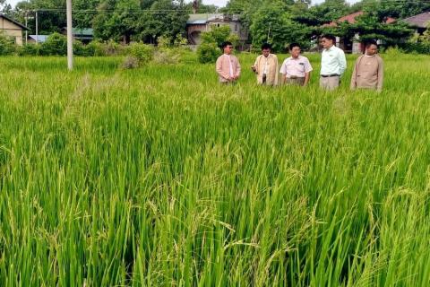 မြန်မာ့လယ်ယာသုံးစက်ကိရိယာစက်ရုံမှ စက်ရုံမှူး ဦးမျိုးလွင်ဦး နှင့် တာဝန်ရှိသူများ အောင်မြင်ဖြစ်ထွန်းလျက်ရှိသော အောင်နိုင်တိုး စပါး စိုက်ခင်းအား ကြည့်ရှု
