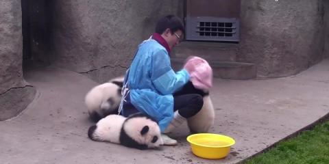 Panda cubs adorably swarm keeper during bath time