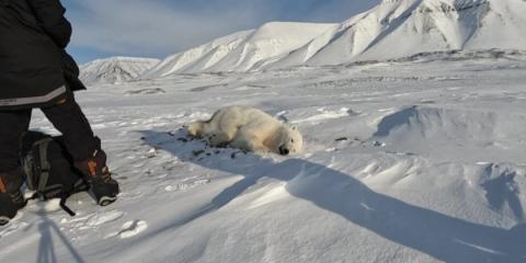 Polar bear biopsies to shed light on Arctic pollutants