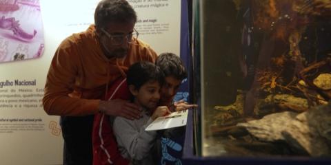 Rescued axolotls find new home in Rio de Janeiro's aquarium