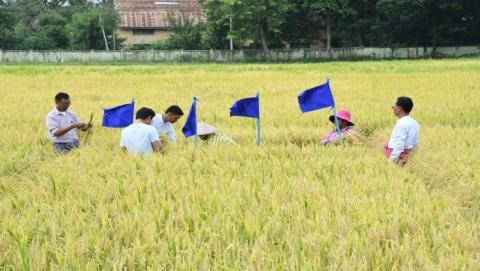 ကျောက်ဆည်မြို့နယ်၌ အောင်နိုင်တိုး နွေစပါး စံကွက်ရိတ်သိမ်း အစို (၁၆၀) တင်းထွက်ရှိ