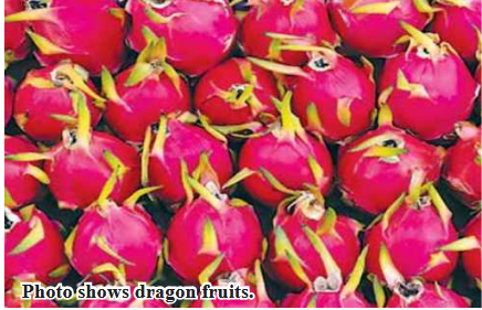 Dragon fruits marketable in Yekyi Township