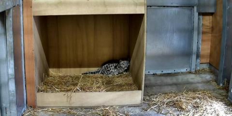 Snow leopard cub born in UK's Chester Zoo