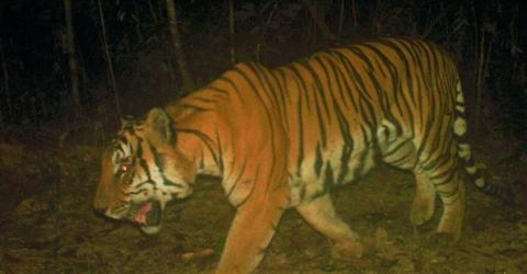 Myanmar-Russia Tiger Conservation stamps released
