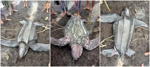 Critically endangered turtle rescued from fishing net, released in Rakhine