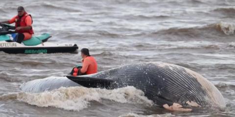 Whale found dead near Buenos Aires